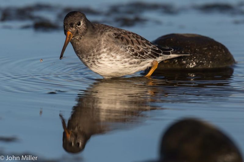 Purple Sandpiper - 04-11-2014