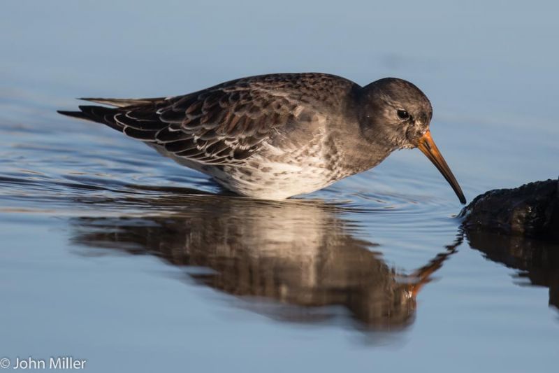 Purple Sandpiper - 04-11-2014