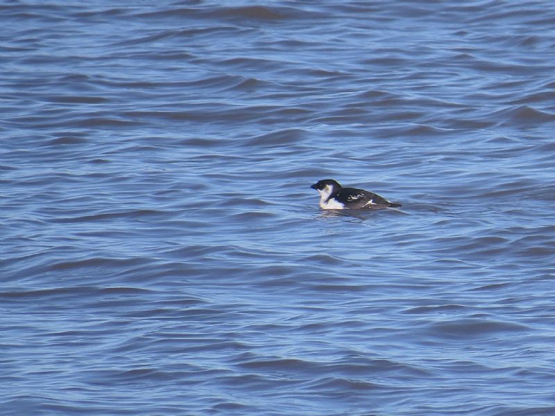 Little Auk - 06-11-2014