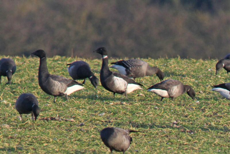 Black Brant - 09-11-2014