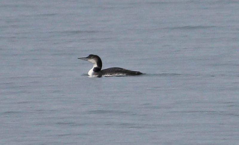 Great Northern Diver - 09-11-2014