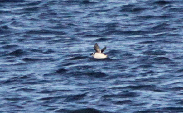 Little Auk - 06-11-2014