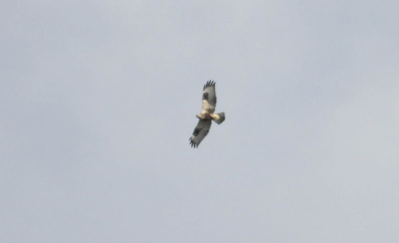 Rough-legged Buzzard - 17-10-2014