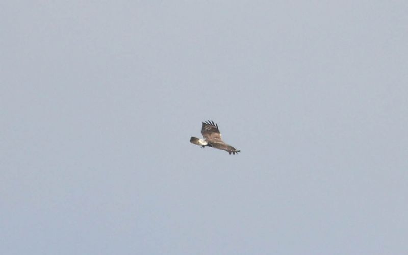 Rough-legged Buzzard - 17-10-2014