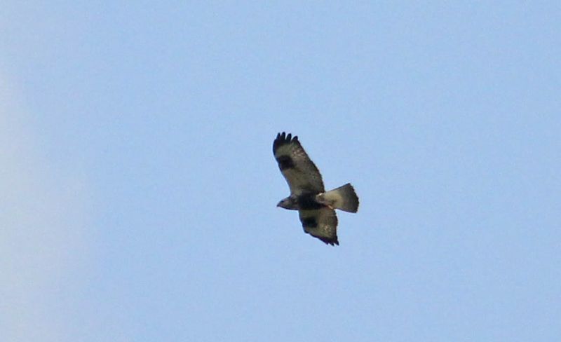 Rough-legged Buzzard - 17-10-2014