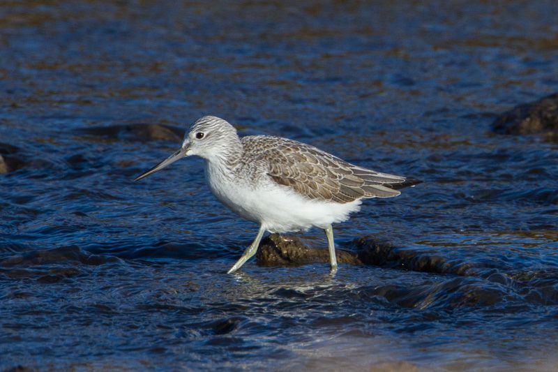 Greenshank - 19-12-2014