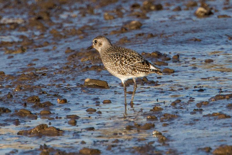 Grey Plover - 19-12-2014