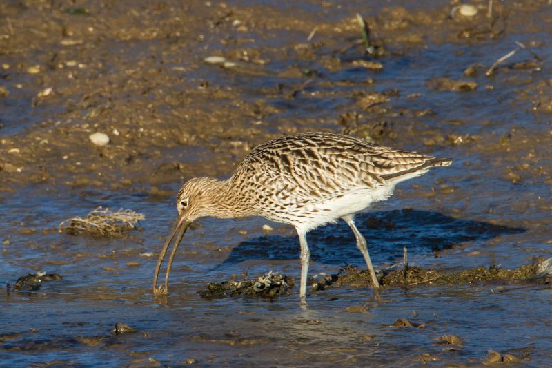 Curlew - 19-12-2014