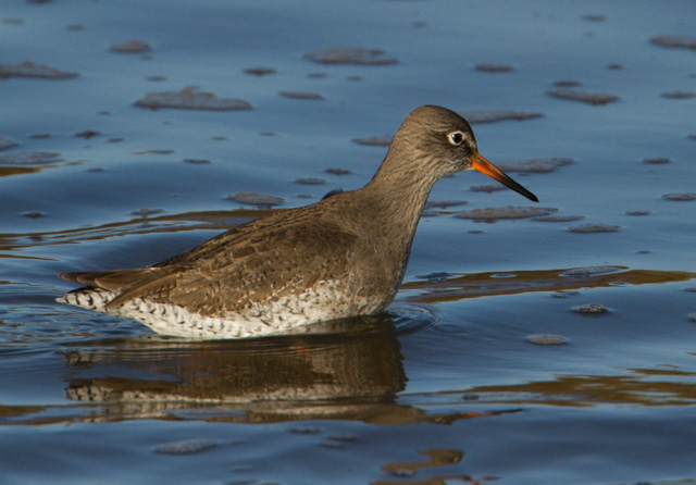 Redshank - 19-12-2014