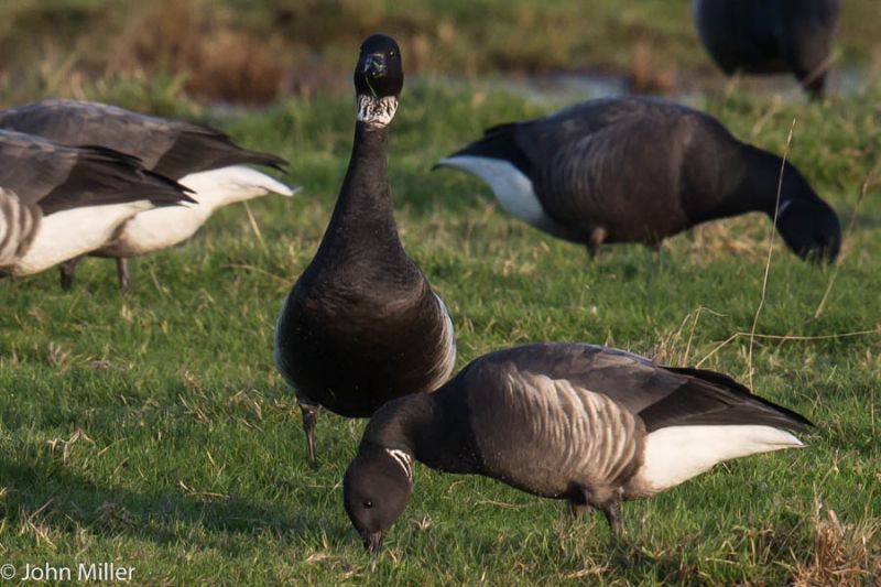 Black Brant - 29-12-2014