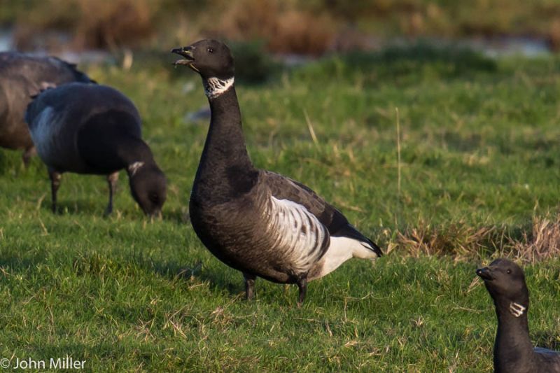 Black Brant - 29-12-2014