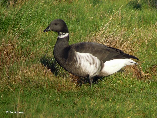 Black Brant - 30-12-2014