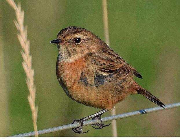 Stonechat - 31-12-2014