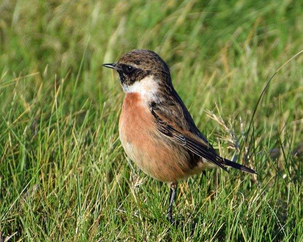 Stonechat - 31-12-2014