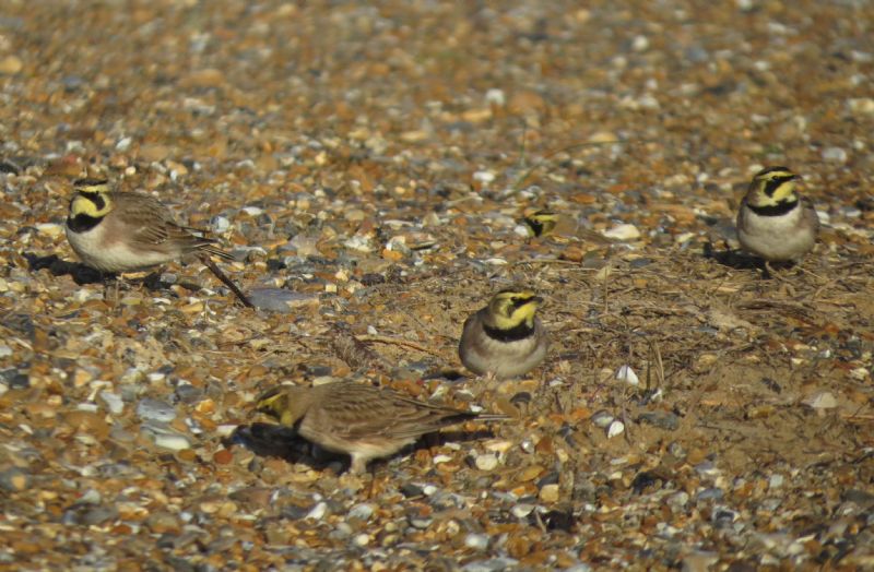 Shore Lark - 30-12-2014