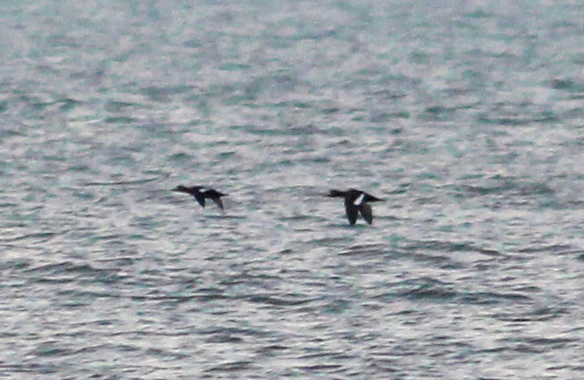 Velvet Scoter - 05-01-2015