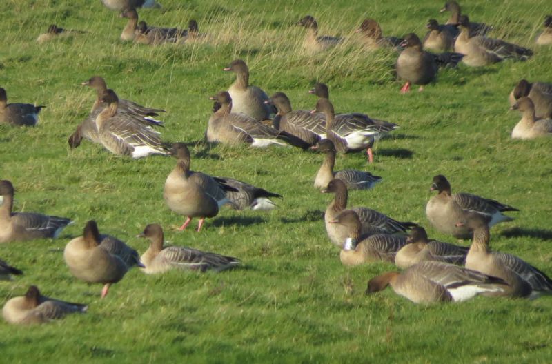 Pink-footed Goose - 06-01-2015