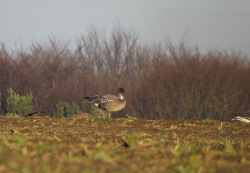 Pink-footed Goose - 06-01-2015