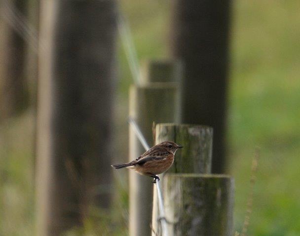 Stonechat - 09-01-2015