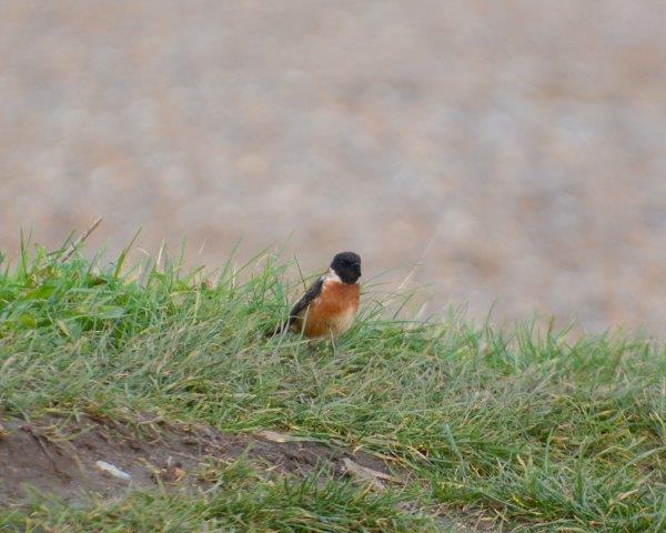 Stonechat - 09-01-2015