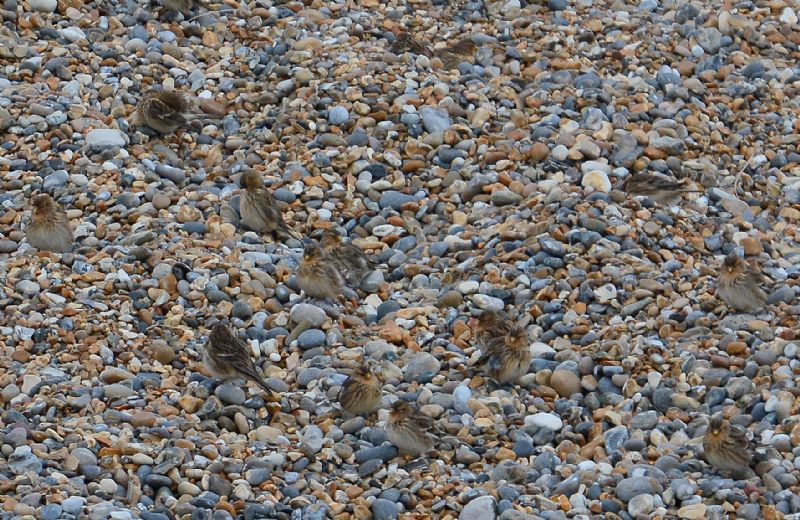 Twite - 16-01-2015