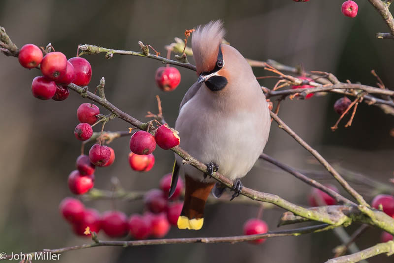 Waxwing - 18-01-2015