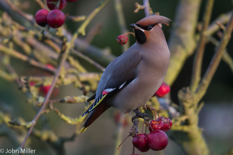 Waxwing - 18-01-2015