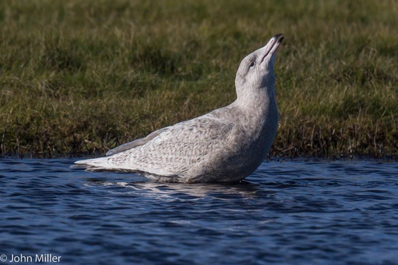 Glaucous Gull - 05-02-2015