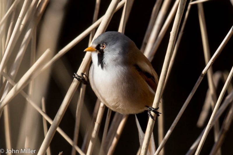 Bearded Tit - 05-02-2015