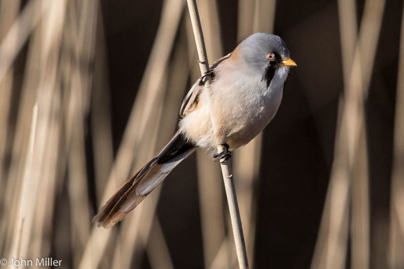 Bearded Tit - 05-02-2015