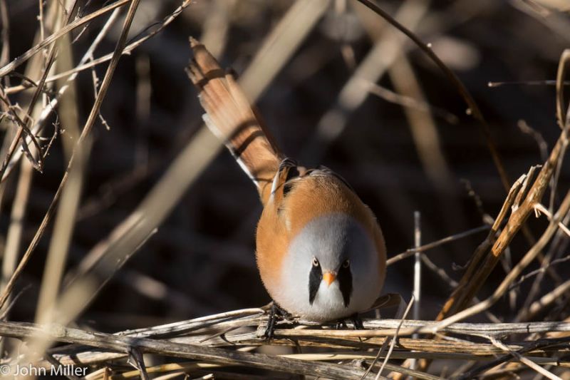 Bearded Tit - 05-02-2015