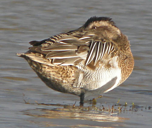 Garganey - 06-02-2015