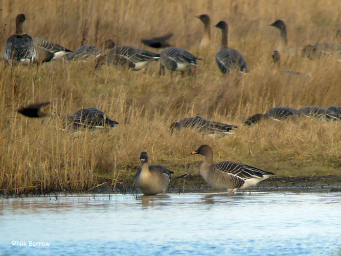 Tundra Bean Goose - 08-02-2015