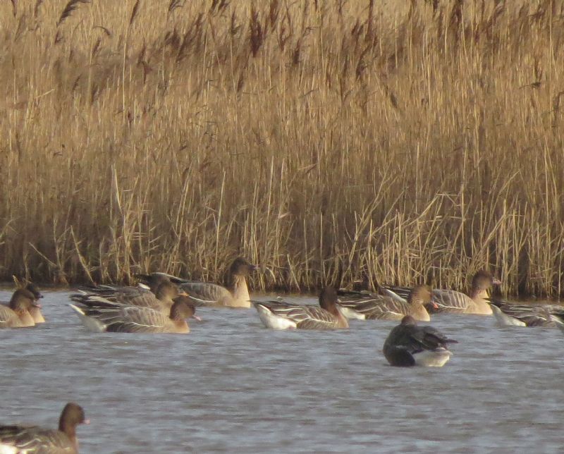 Tundra Bean Goose - 08-02-2015