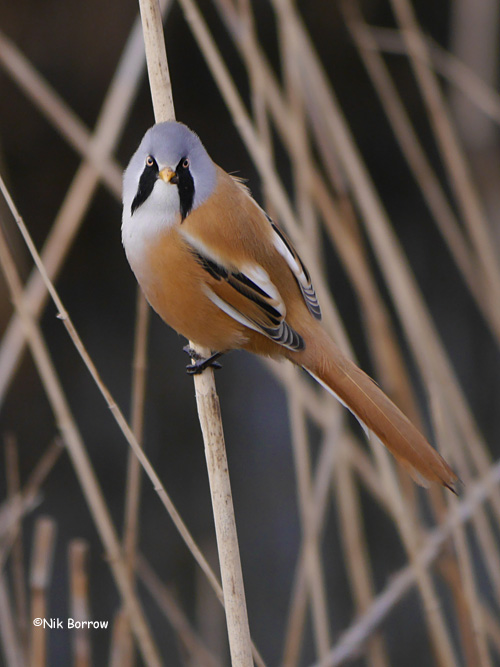 Bearded Tit - 10-02-2015