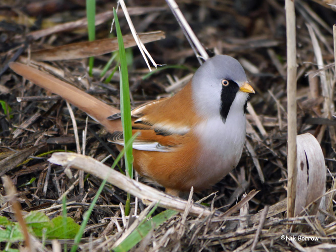 Bearded Tit - 10-02-2015