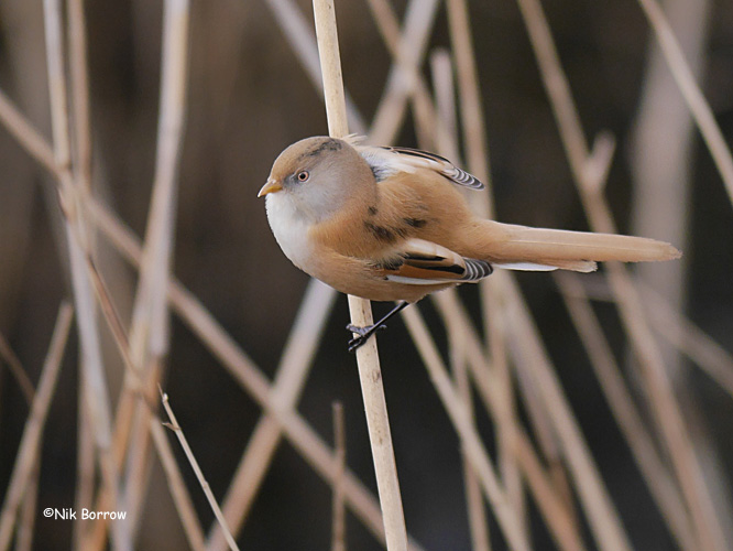 Bearded Tit - 10-02-2015