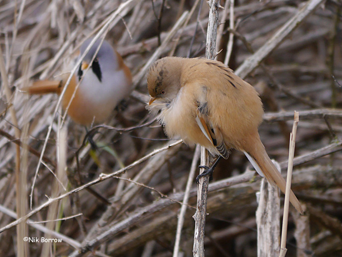 Bearded Tit - 10-02-2015