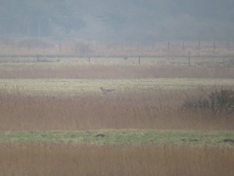 Marsh Harrier - 11-02-2015