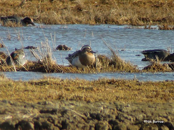 Garganey - 19-02-2015