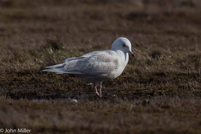 Iceland Gull - 07-03-2015