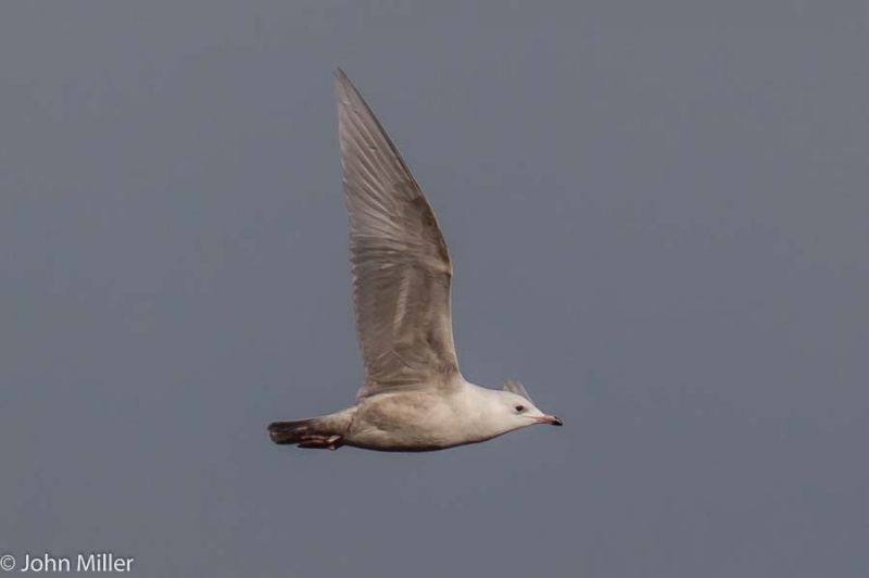 Iceland Gull - 07-03-2015