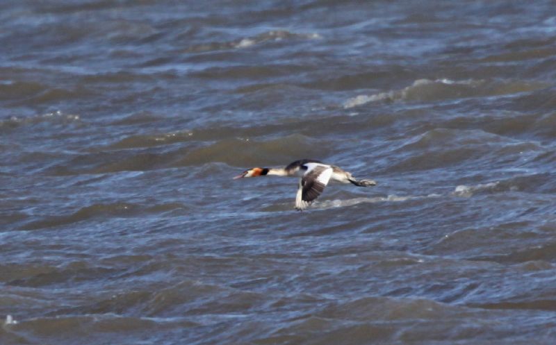 Great Crested Grebe - 08-03-2015