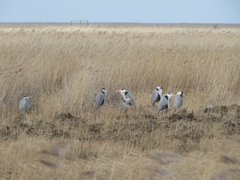 Grey Heron - 08-03-2015