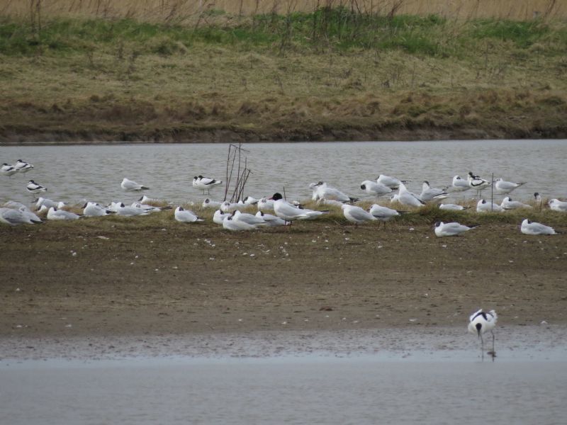 Mediterranean Gull - 08-03-2015