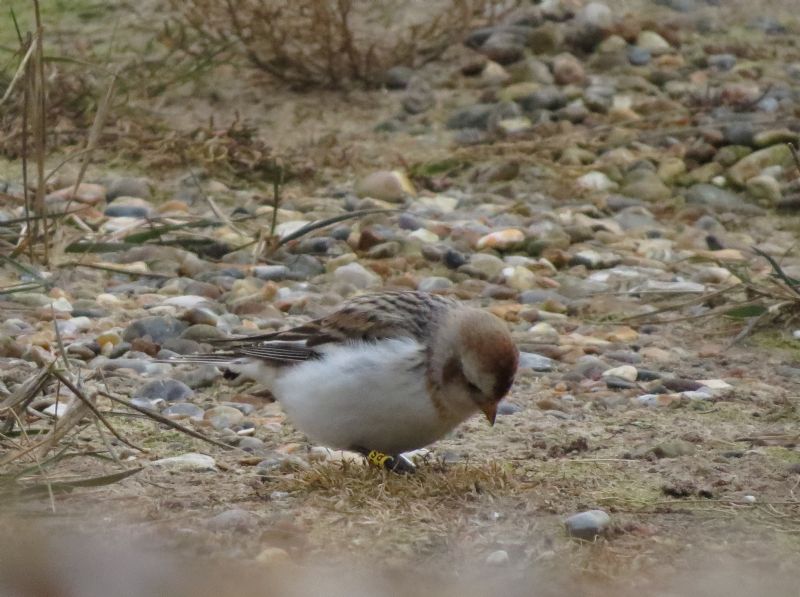 Snow Bunting - 11-03-2015