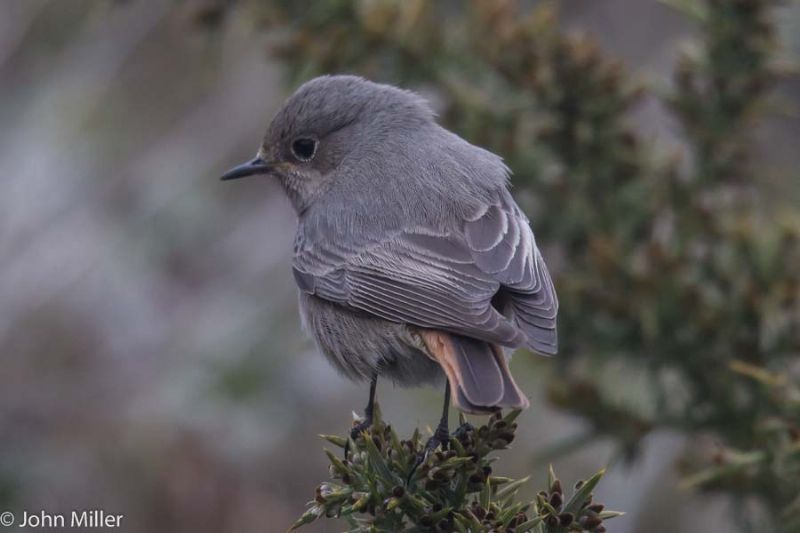 Black Redstart - 13-03-2015