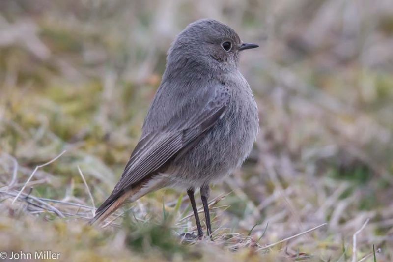 Black Redstart - 13-03-2015