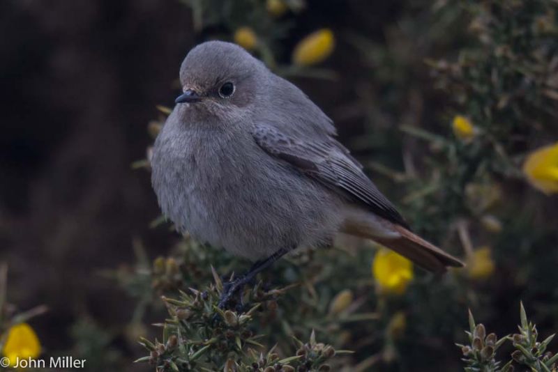 Black Redstart - 13-03-2015