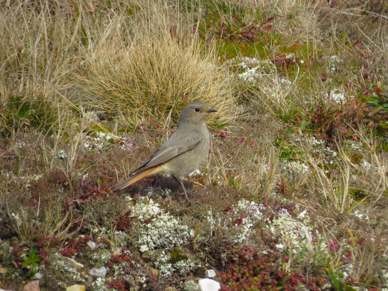 Black Redstart - 13-03-2015